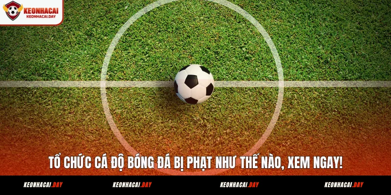 to-chuc-ca-do-bong-da-bi-phat-nhu-the-nao-xem-ngay